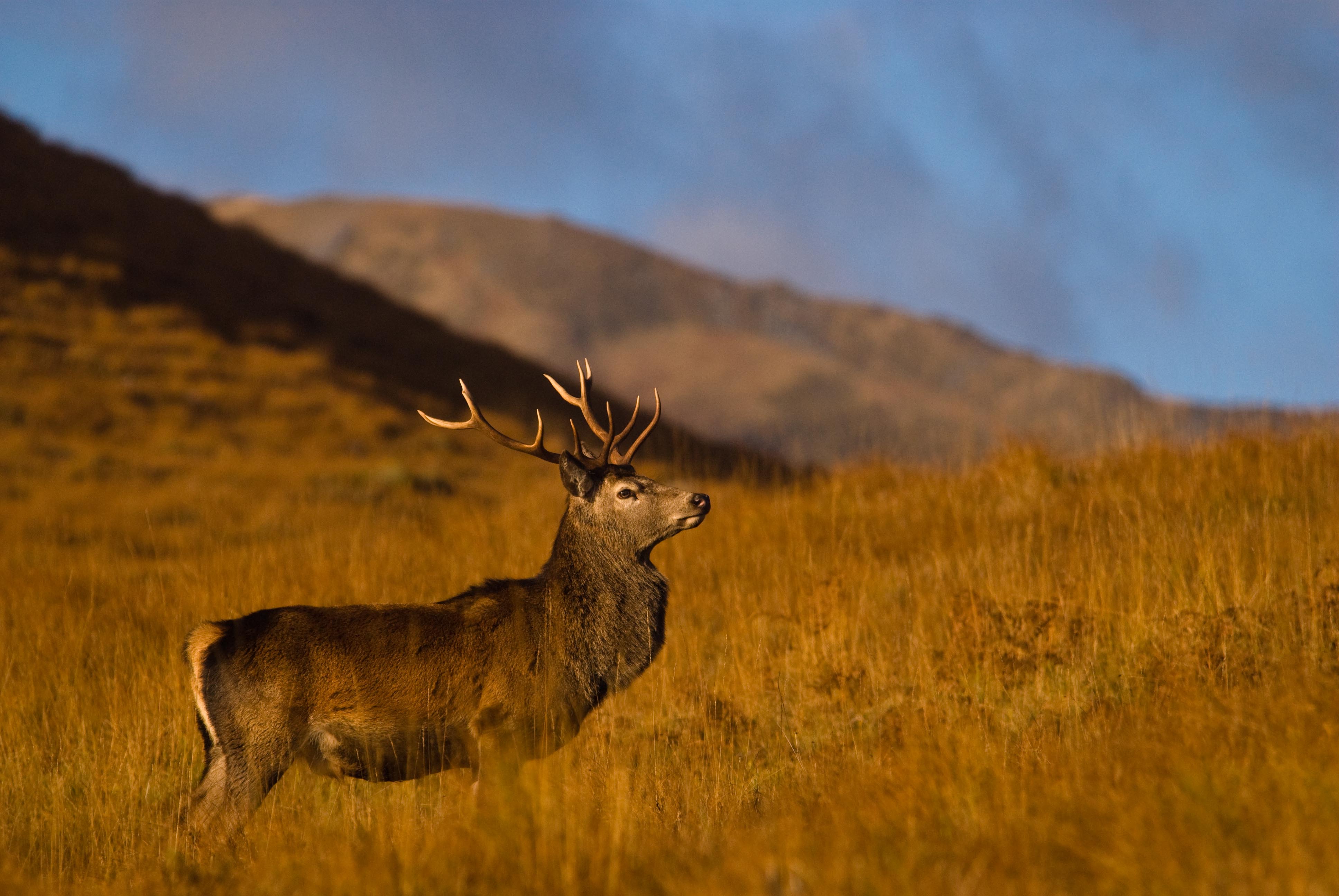 Red Deer Backgrounds, Compatible - PC, Mobile, Gadgets| 3872x2592 px