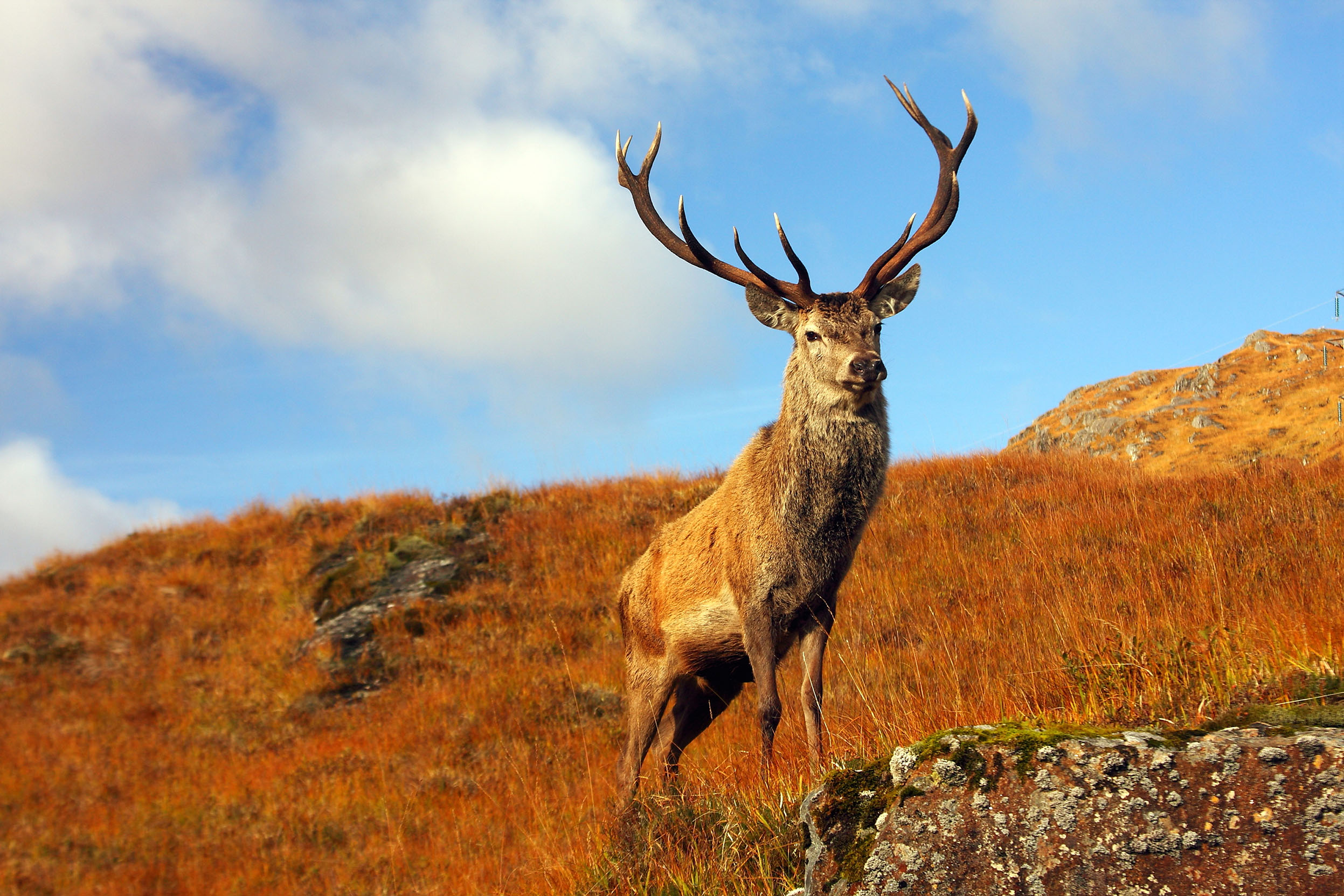 Red Deer Pics, Animal Collection