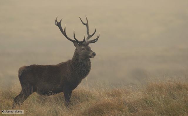 Red Deer High Quality Background on Wallpapers Vista