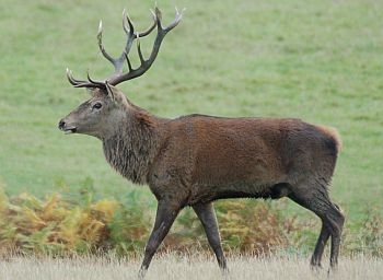 Red Deer Backgrounds, Compatible - PC, Mobile, Gadgets| 350x256 px