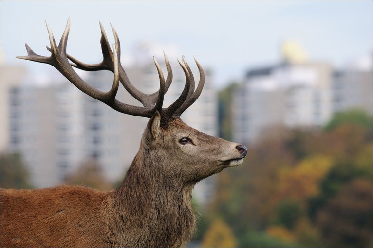 Red Deer Backgrounds, Compatible - PC, Mobile, Gadgets| 766x511 px