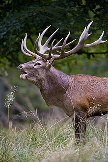 Images of Red Deer | 220x331