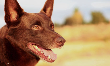 Red Dog Backgrounds on Wallpapers Vista