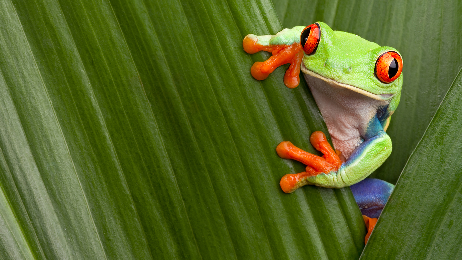 Images of Tree Frog | 1600x900