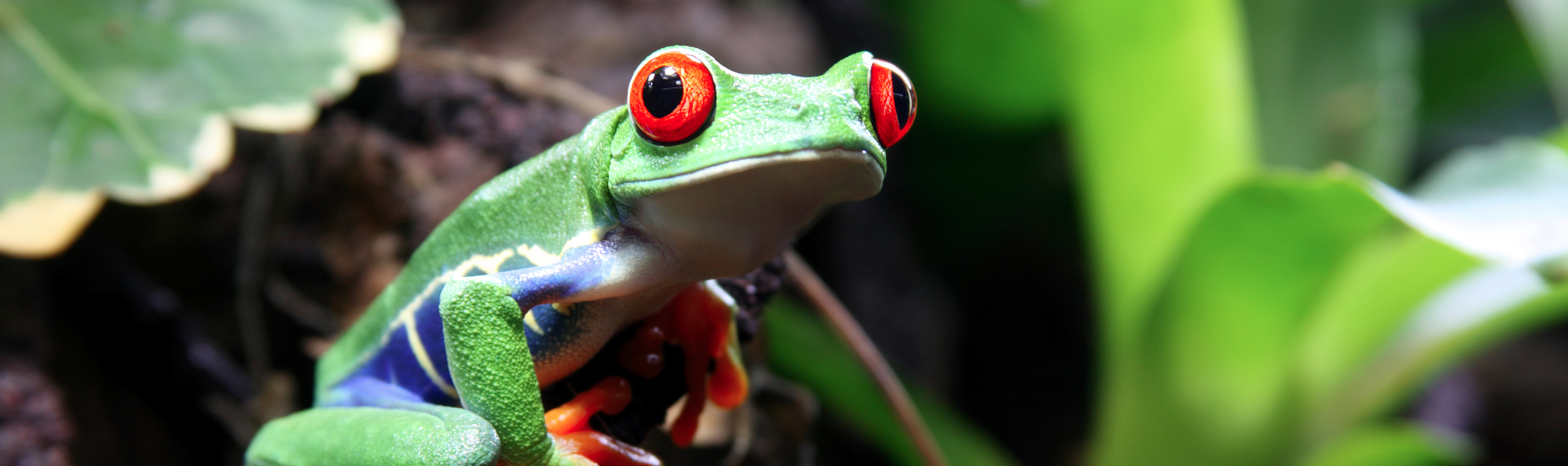 HQ Tree Frog Wallpapers | File 2249.09Kb