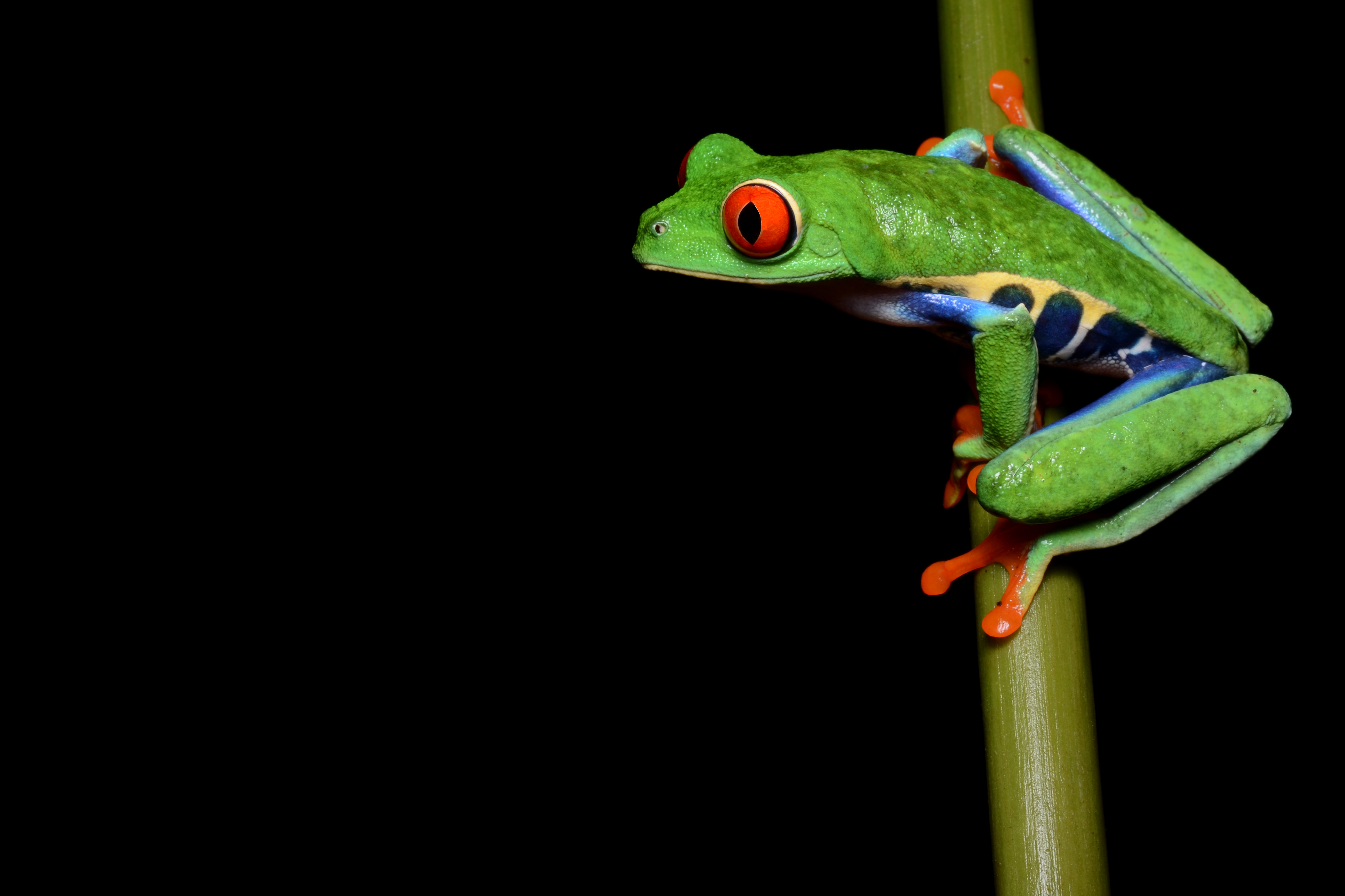 Red Eyed Tree Frog High Quality Background on Wallpapers Vista