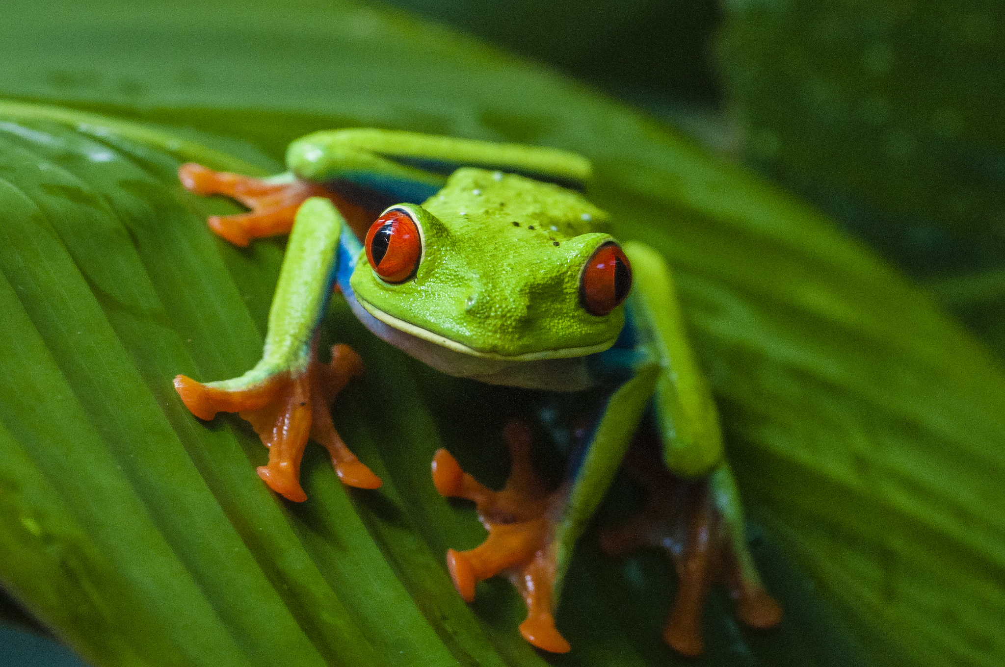 Images of Tree Frog | 2048x1360