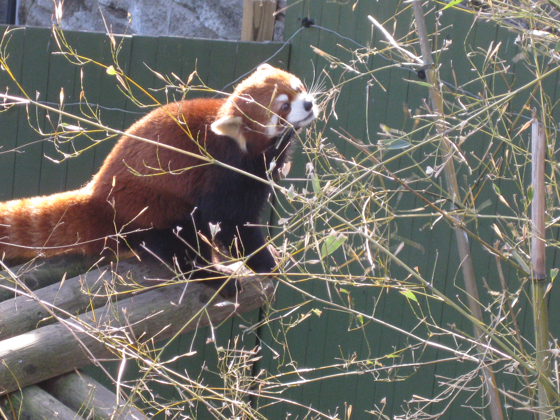 Red Panda #8