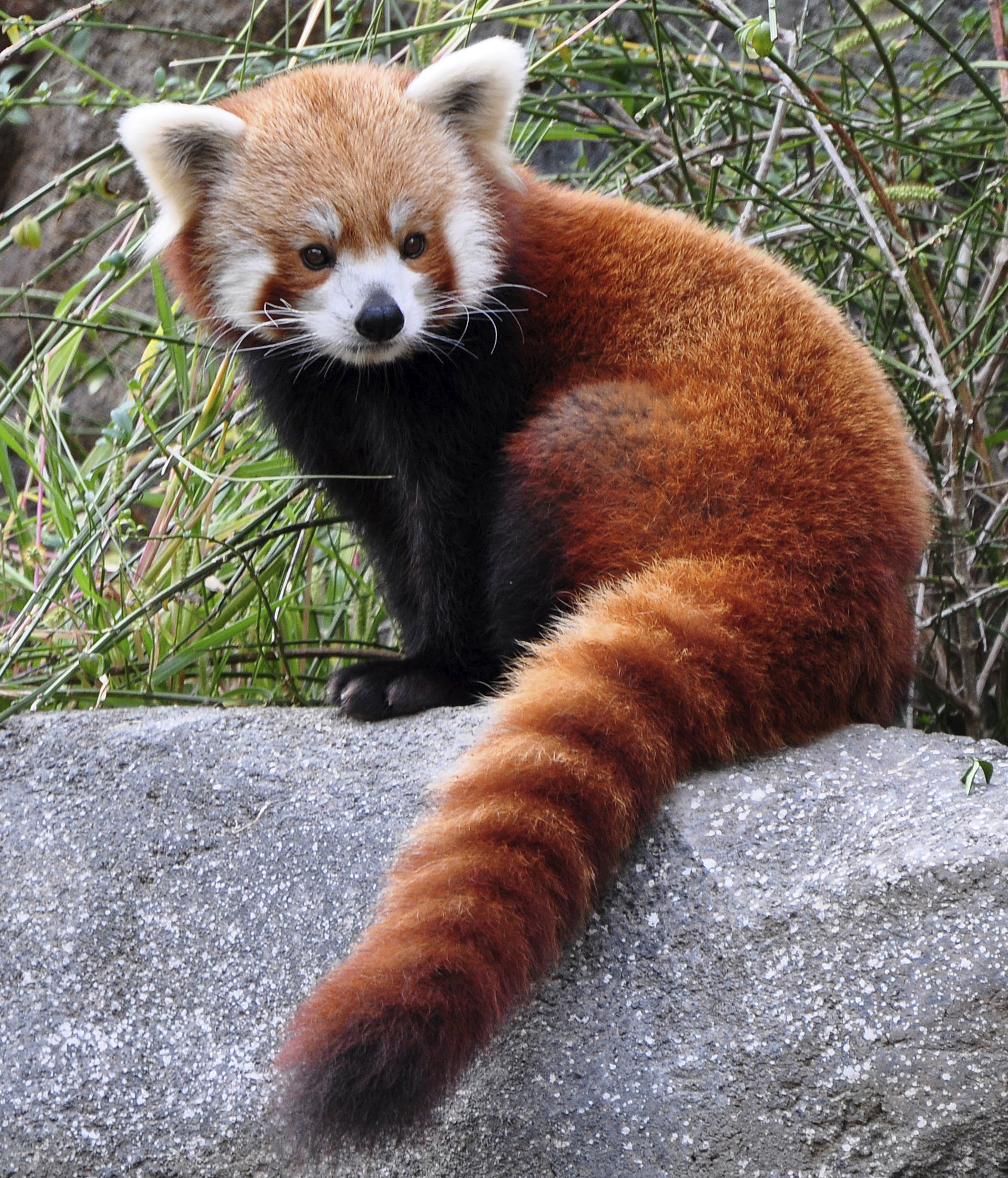Images of Red Panda | 1817x2123