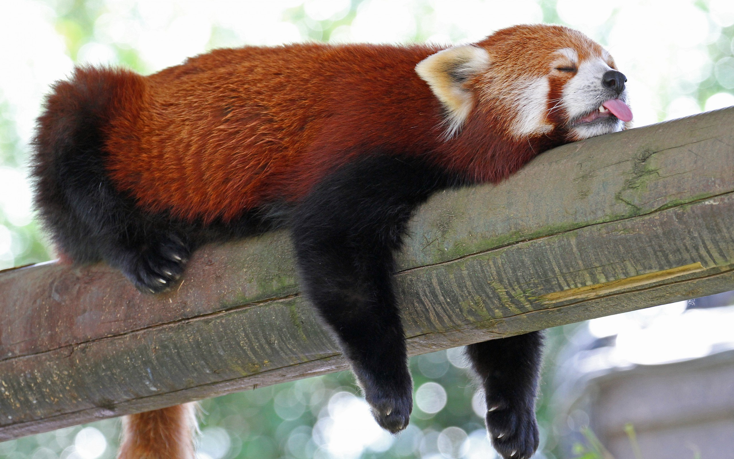 Red Panda Pics, Animal Collection