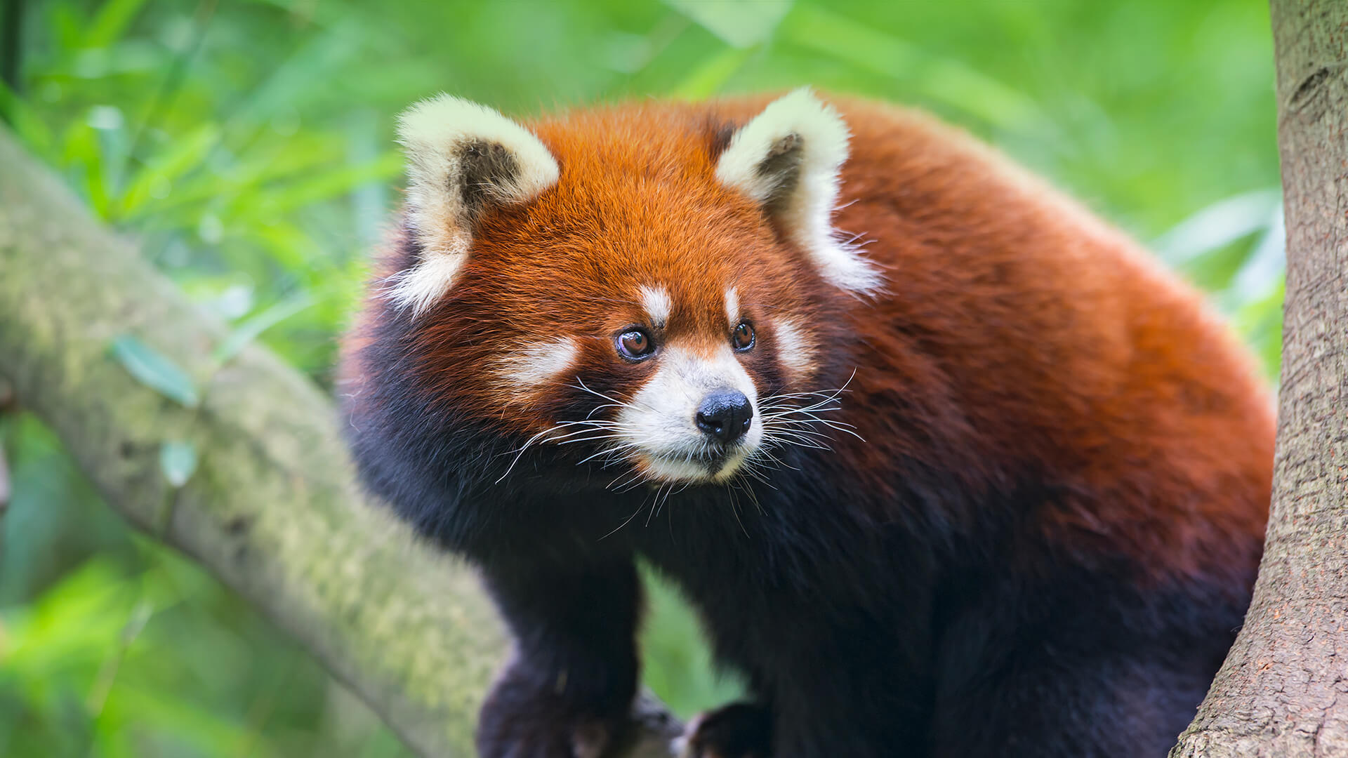 Nice Images Collection: Red Panda Desktop Wallpapers
