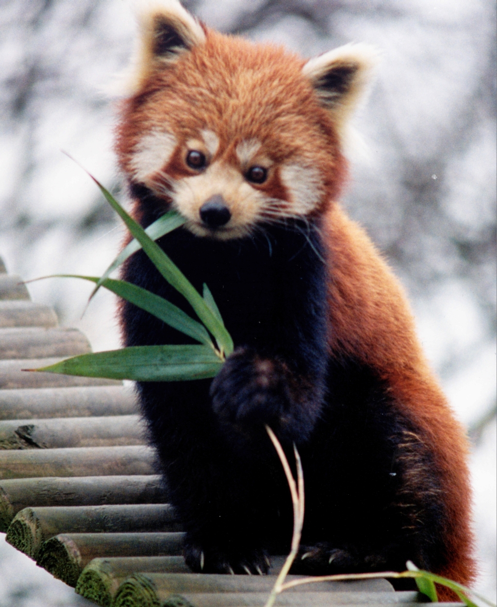 Red Panda Backgrounds on Wallpapers Vista