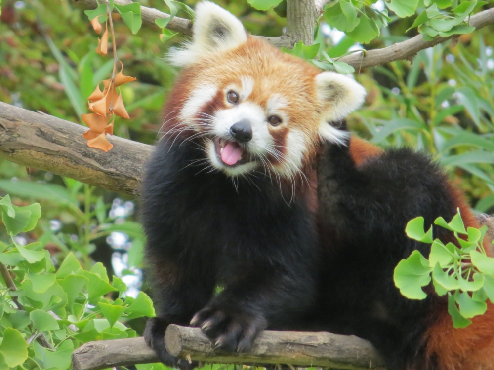 Red Panda Backgrounds, Compatible - PC, Mobile, Gadgets| 1000x750 px
