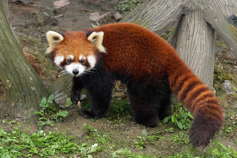 Red Panda Backgrounds, Compatible - PC, Mobile, Gadgets| 800x533 px