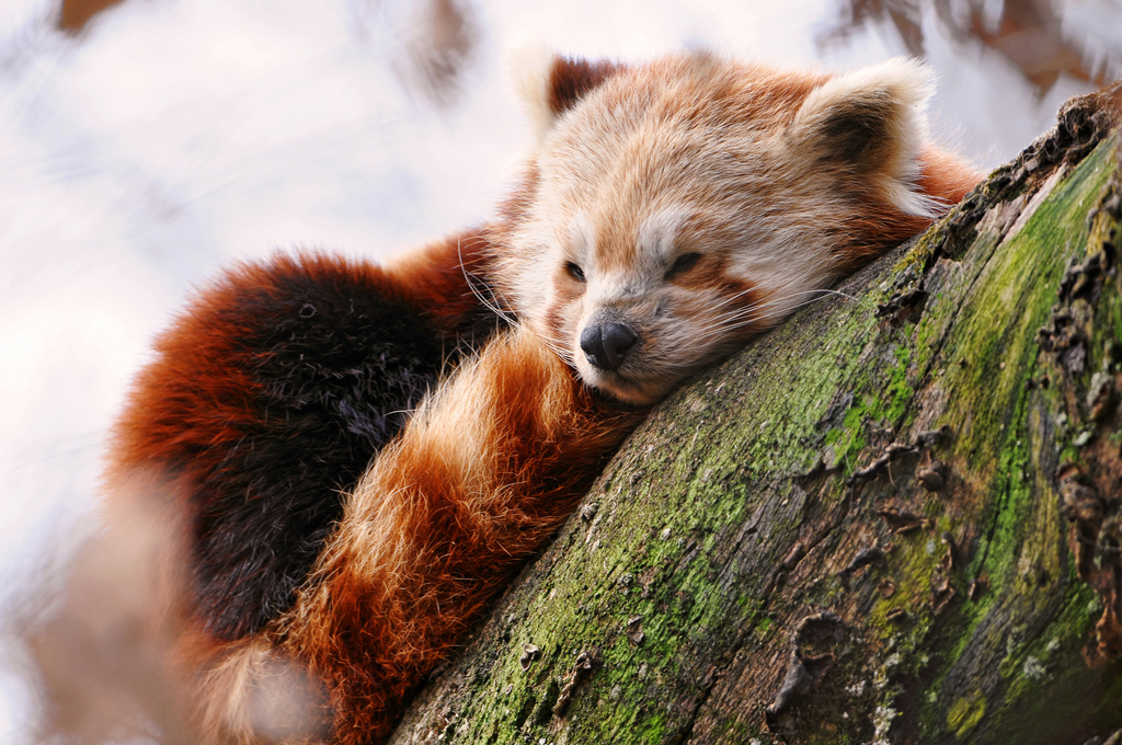 Amazing Red Panda Pictures & Backgrounds