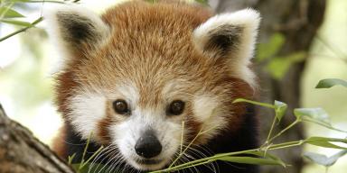 Red Panda Backgrounds on Wallpapers Vista