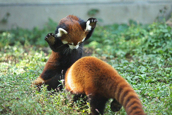 HD Quality Wallpaper | Collection: Animal, 708x474 Red Panda