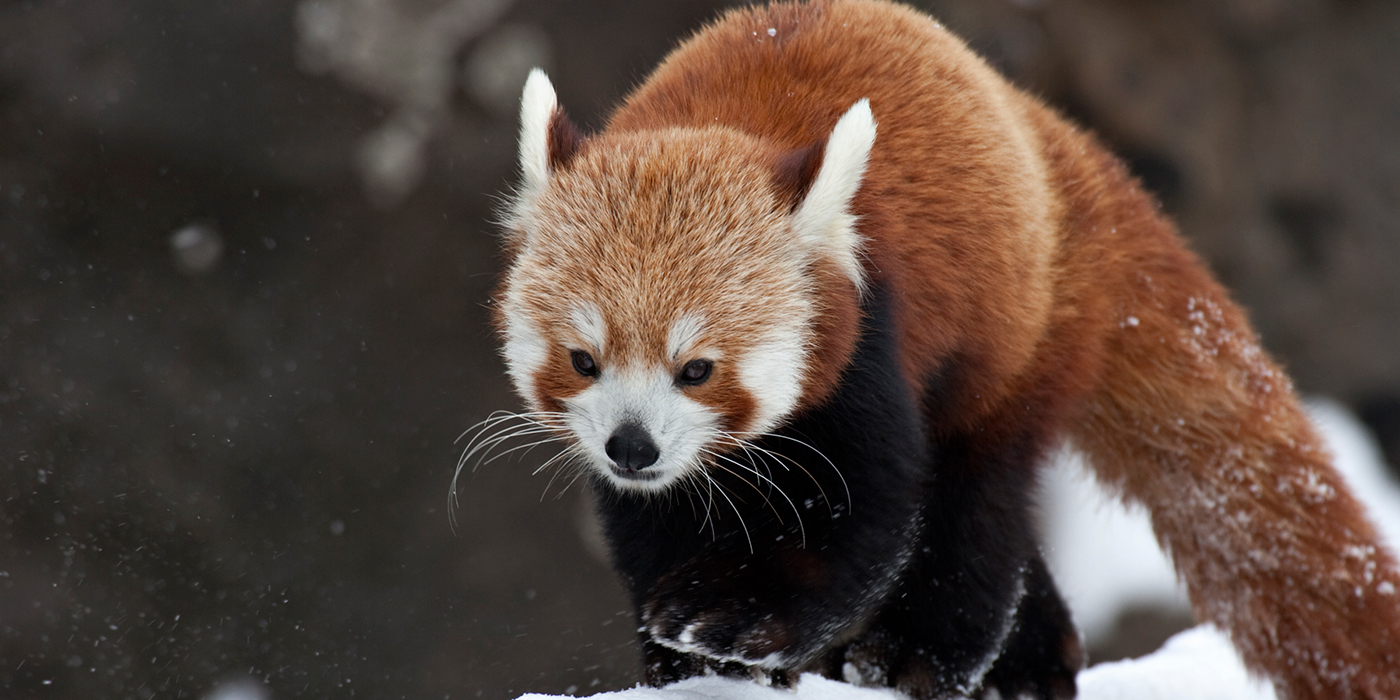 Red Panda High Quality Background on Wallpapers Vista