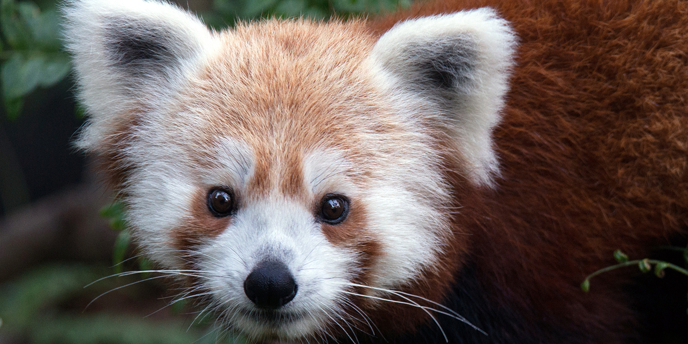 Red Panda Backgrounds, Compatible - PC, Mobile, Gadgets| 1400x700 px