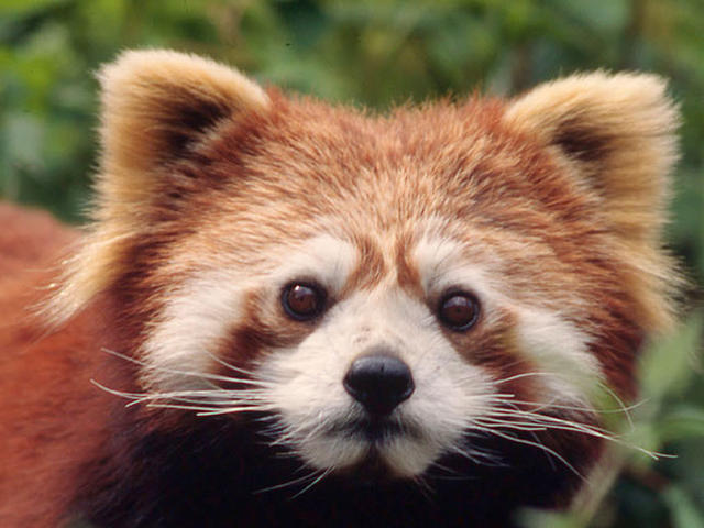 Images of Red Panda | 640x480