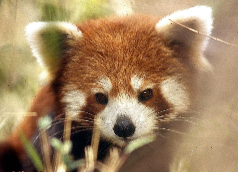 Images of Red Panda | 833x600