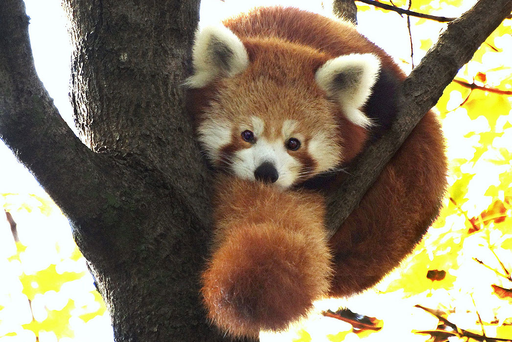 Red Panda High Quality Background on Wallpapers Vista