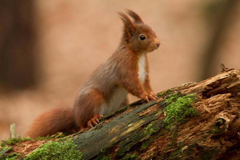 Red Squirrel #23
