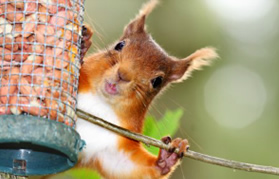 Red Squirrel High Quality Background on Wallpapers Vista