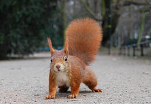Nice Images Collection: Red Squirrel Desktop Wallpapers