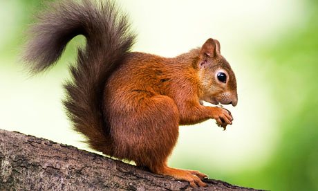 Red Squirrel #13