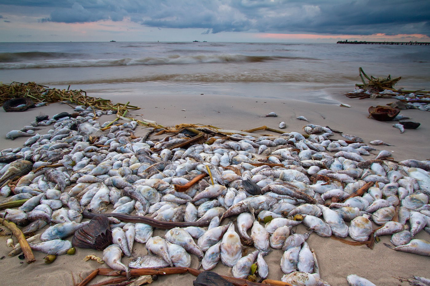 Рыба страдает. Канадская экологическая катастрофа в Онтарио. Загрязнение мирового океана. Загрязнение морей и океанов.