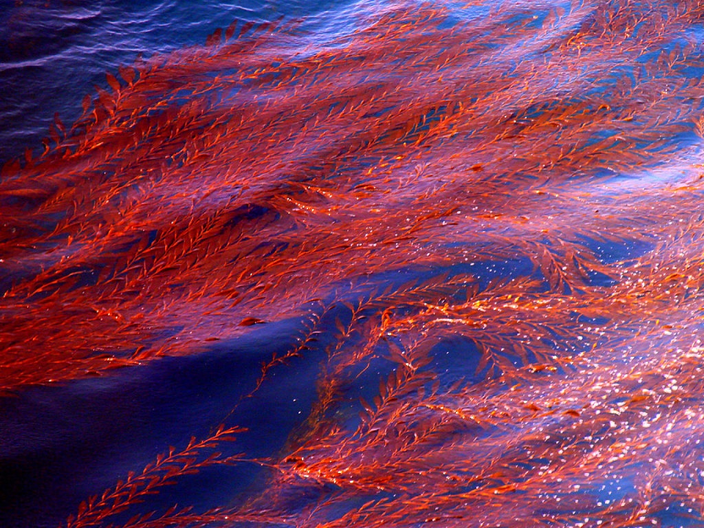 Red Tide High Quality Background on Wallpapers Vista