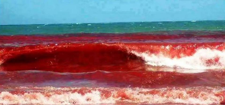 Red Tide #19