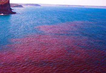 Images of Red Tide | 350x240