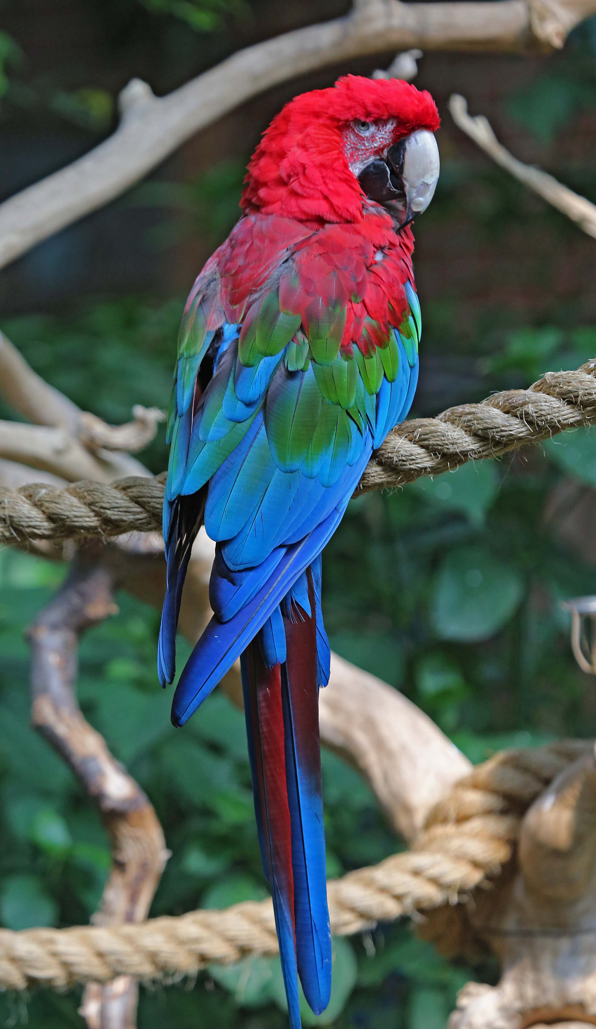 Red-and-green Macaw #18