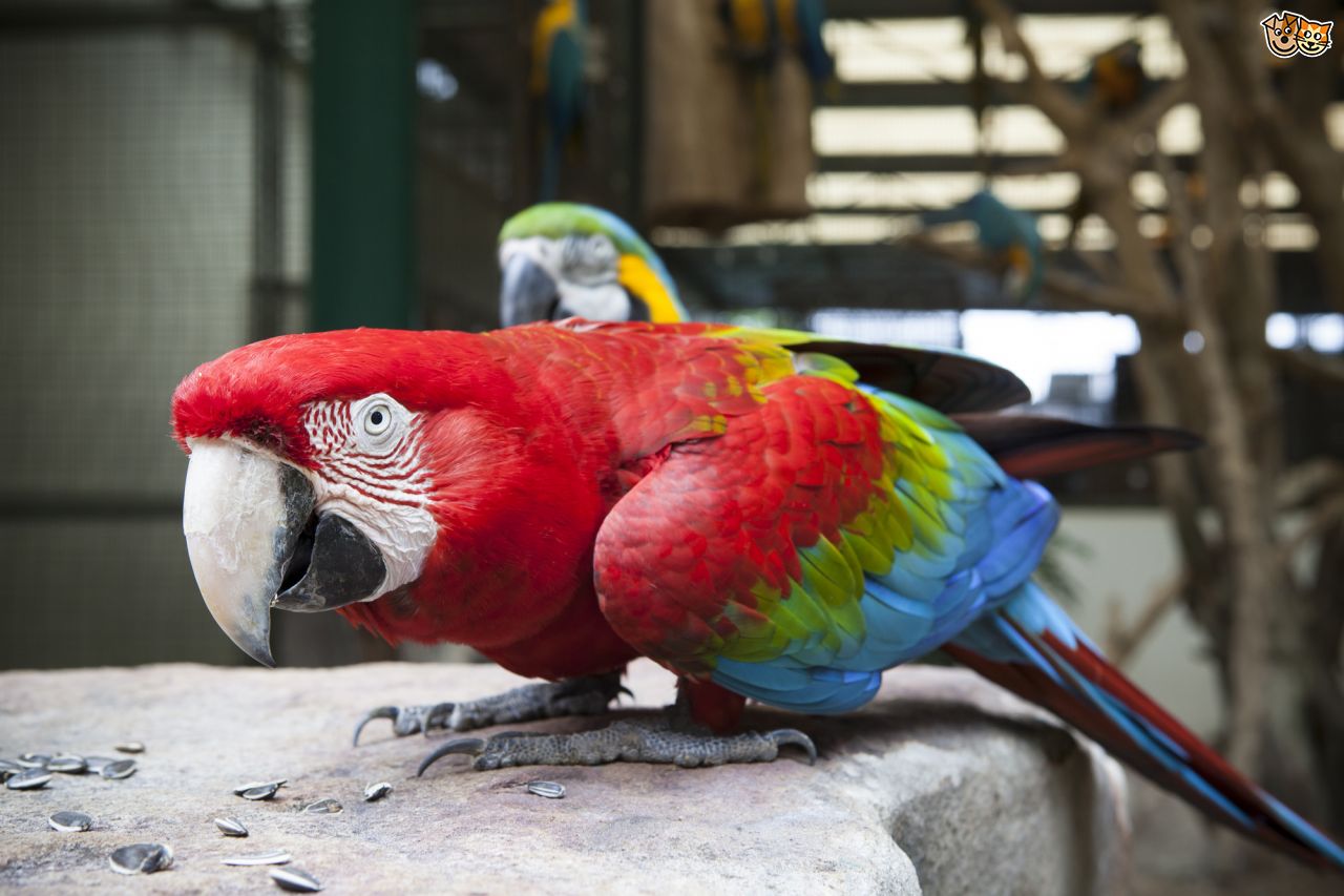 Red-and-green Macaw Backgrounds on Wallpapers Vista