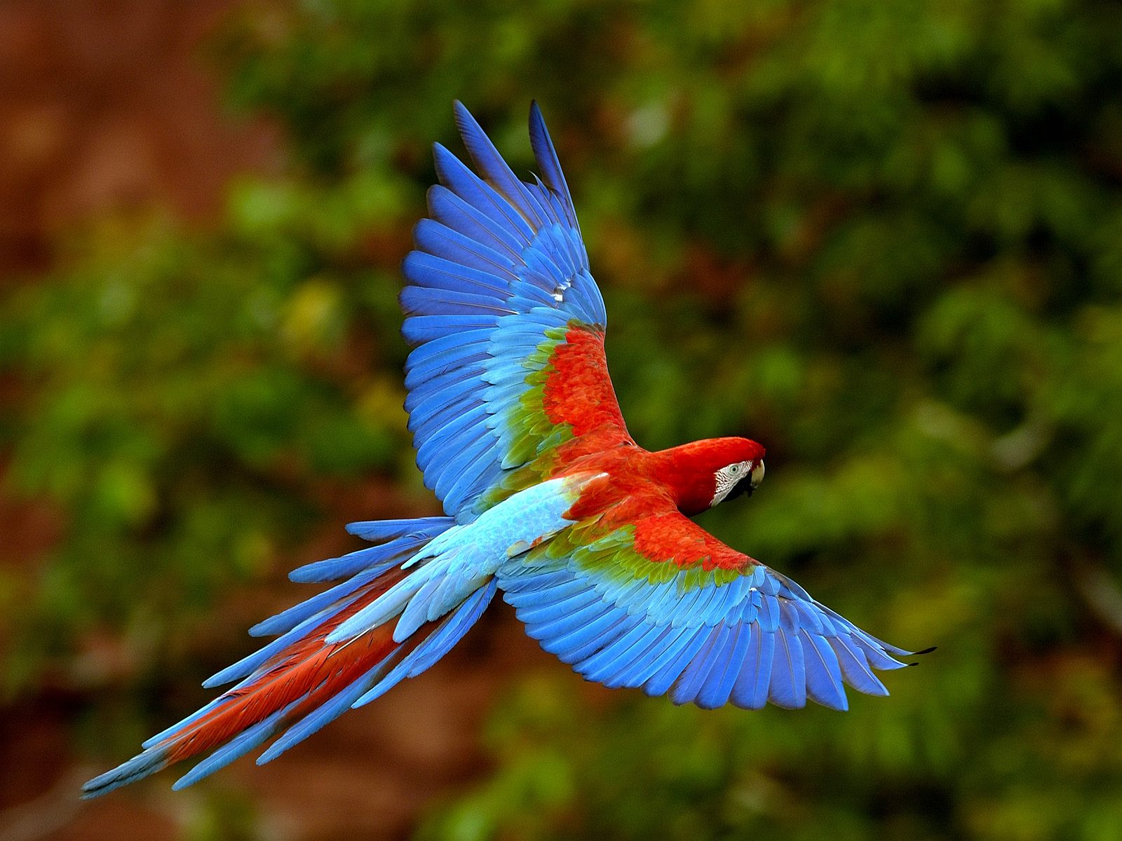 Red-and-green Macaw #27