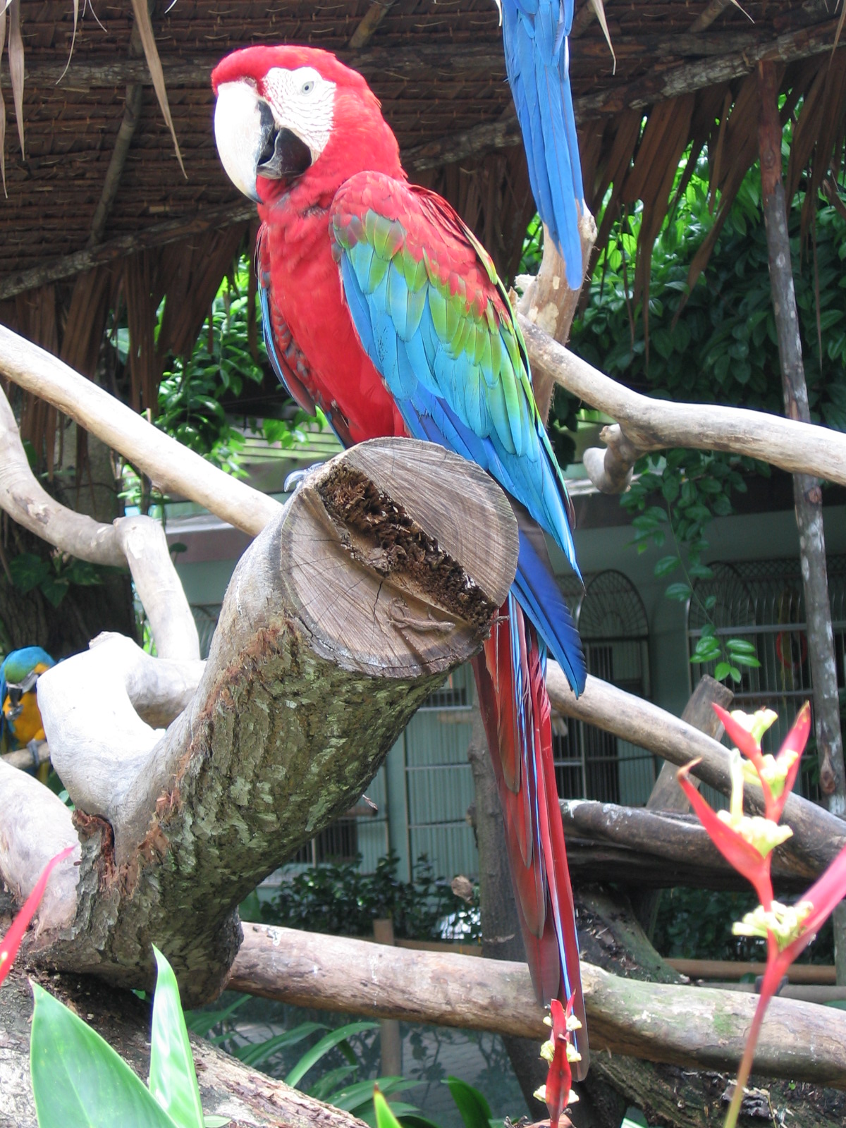 Red-and-green Macaw #24