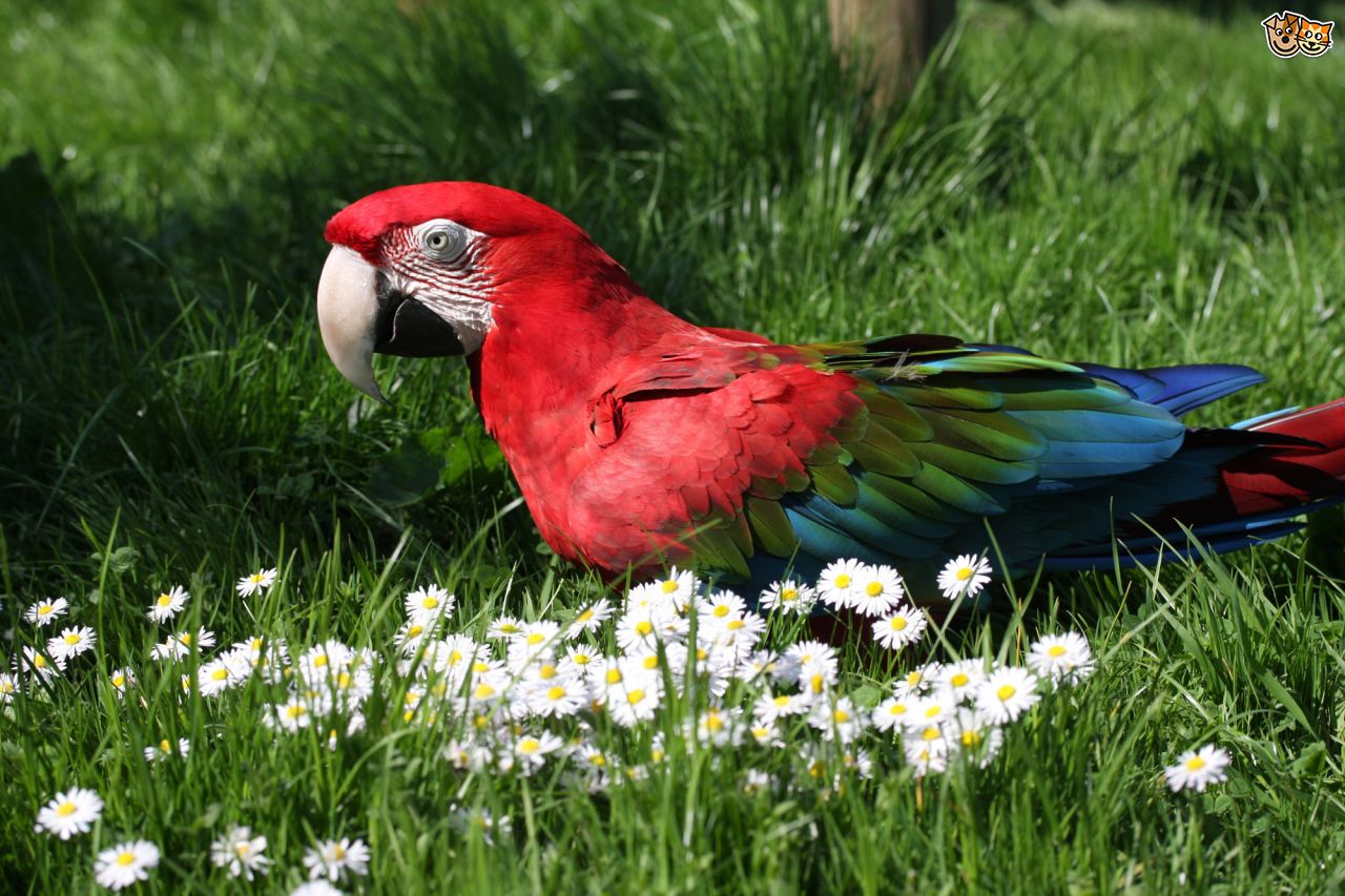 Red-and-green Macaw #19