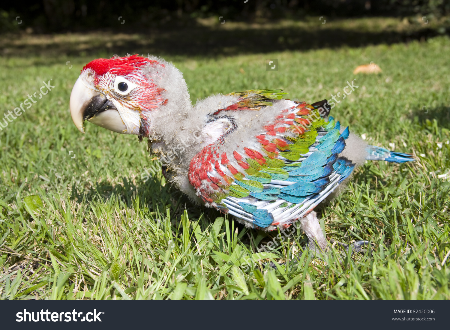Red-and-green Macaw #23