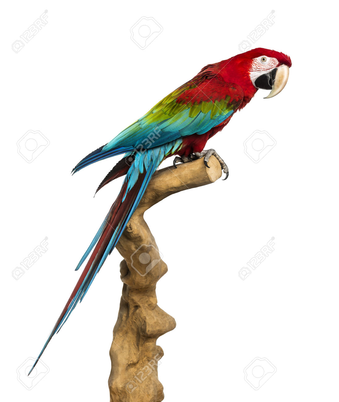 Red-and-green Macaw #21