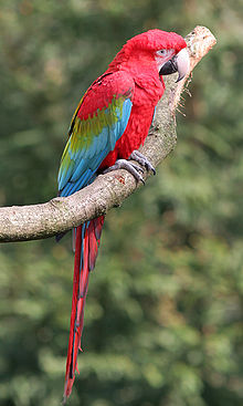Red-and-green Macaw #17