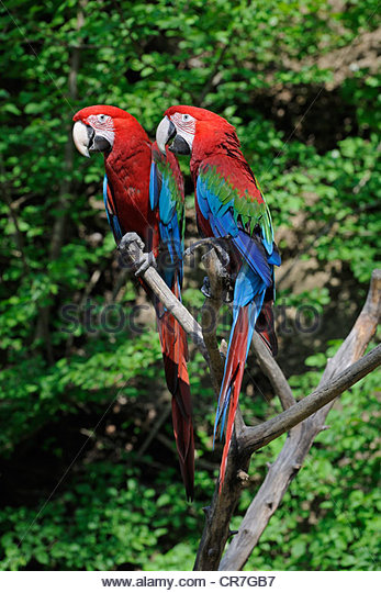 Red-and-green Macaw #3