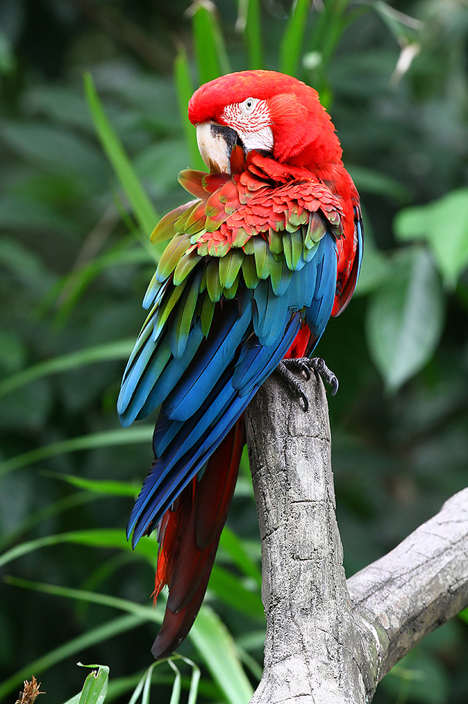 Images of Red-and-green Macaw | 681x1024