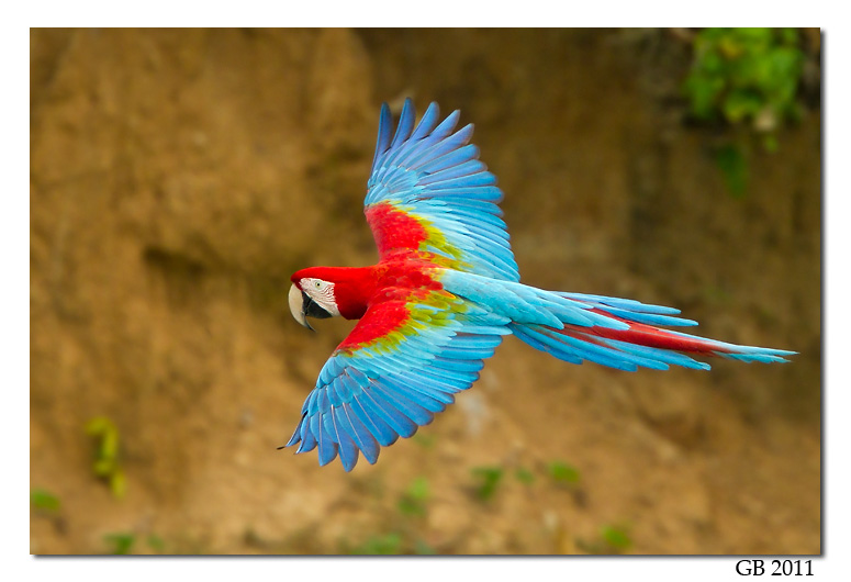 Nice Images Collection: Red-and-green Macaw Desktop Wallpapers