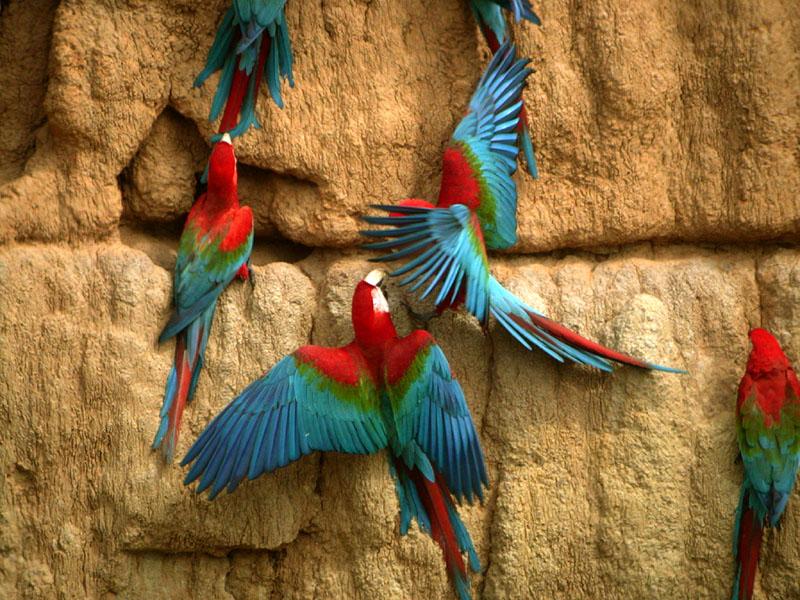 Nice wallpapers Red-and-green Macaw 800x600px