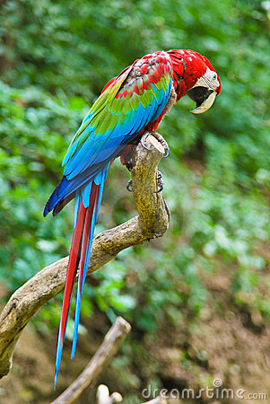 Red-and-green Macaw #2