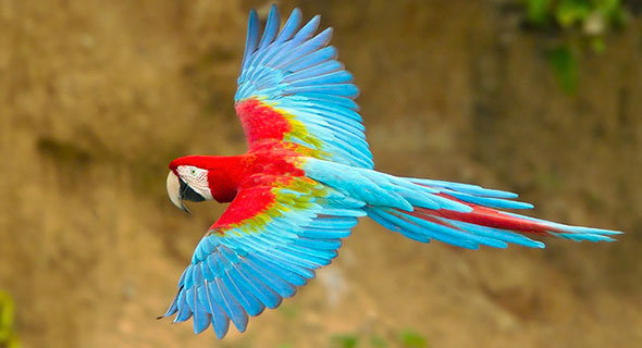 590x320 > Red-and-green Macaw Wallpapers