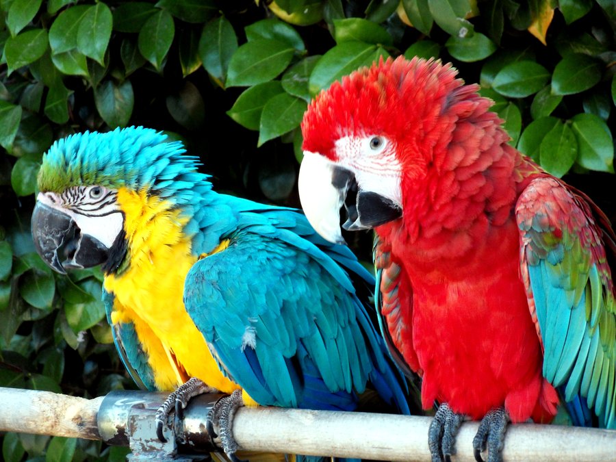 Nice Images Collection: Red-and-green Macaw Desktop Wallpapers