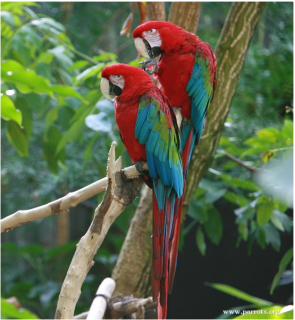 High Resolution Wallpaper | Red-and-green Macaw 295x320 px